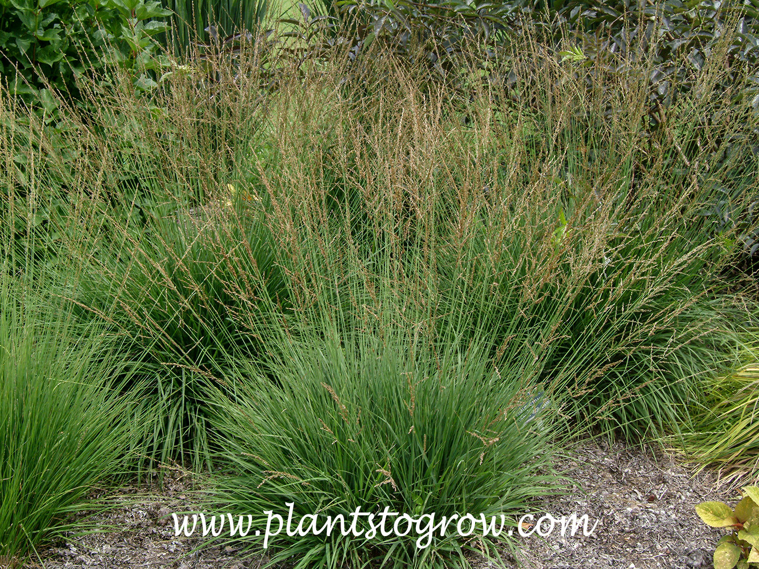 Dauerstrahl Purple Moor Grass (Molinia)